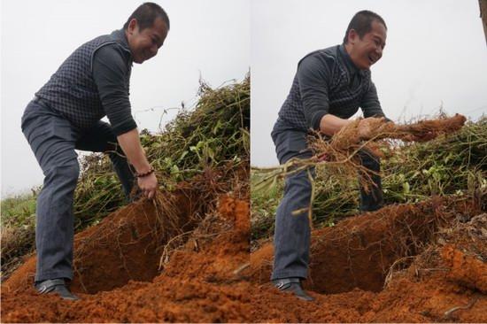 山药为什么煮熟了也麻口，为什么蒸熟的山药麻嘴（山药煮了为什么还麻嘴）