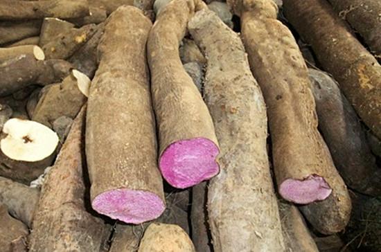 山药为什么煮熟了也麻口，为什么蒸熟的山药麻嘴（山药煮了为什么还麻嘴）