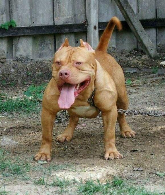 比特斗牛犬,比特,斯塔福,美国斗牛,卡斯罗(比特斗牛犬和藏獒打架视频)