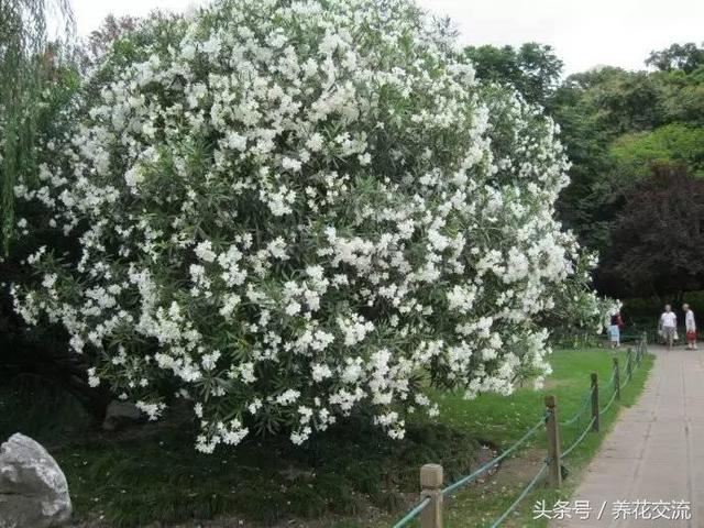 夹竹桃有毒吗（为什么城市绿化到处都是）