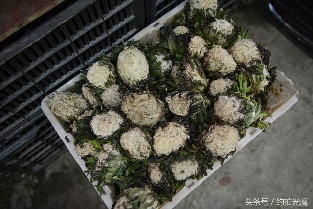 德钦县景点，迪庆德钦县十大旅游景点（深入香格里拉）