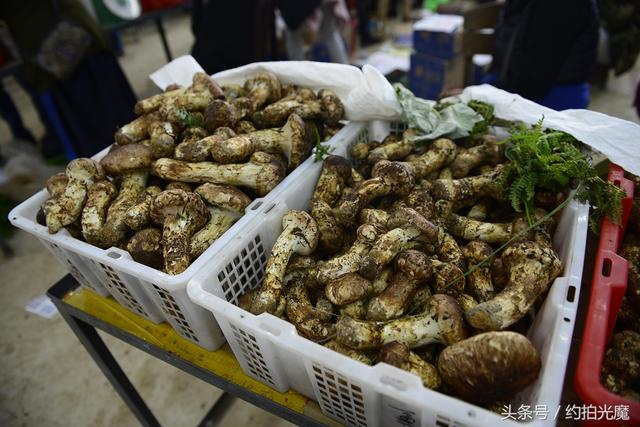 德钦县景点，迪庆德钦县十大旅游景点（深入香格里拉）