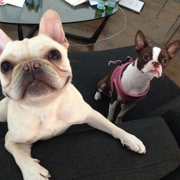 法斗和波士顿犬的区别在那里呀(英斗,法斗,波士顿梗)