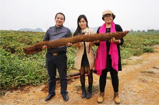 山药为什么煮熟了也麻口，为什么蒸熟的山药麻嘴（山药煮了为什么还麻嘴）