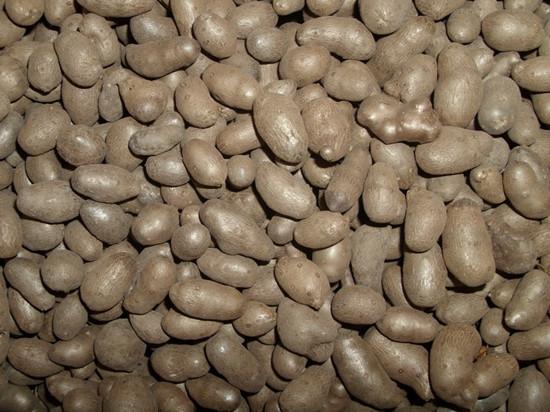 山药为什么煮熟了也麻口，为什么蒸熟的山药麻嘴（山药煮了为什么还麻嘴）