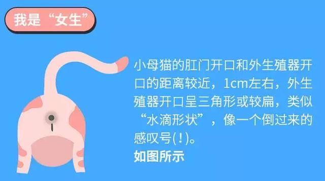 二个月幼猫公母分辨图，幼猫怎么区分男女图解（猫咪公母分不清？一招教你辨认）