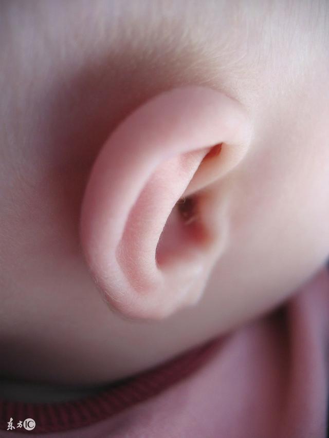 鸡有耳朵吗，芦丁鸡有耳朵吗（一个人的耳朵能看出什么）