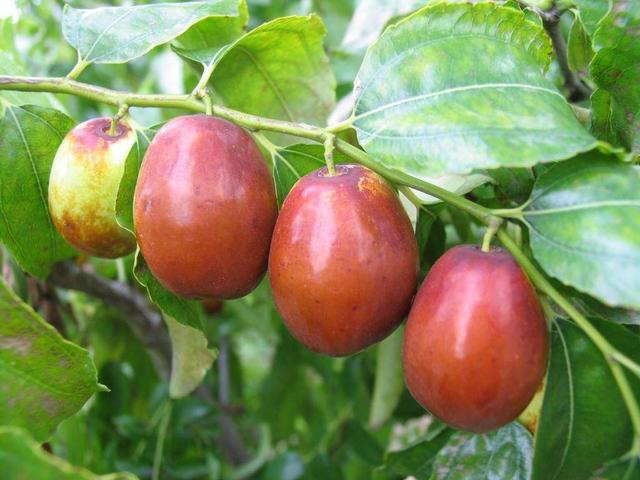 沧县属于哪个市，沧县是哪个省哪个市的（被誉为“中国武术之乡”）