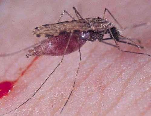 蜱虫病（蜱虫病毒），“蜱虫病”导致妇女死亡（什么叫蜱虫病）