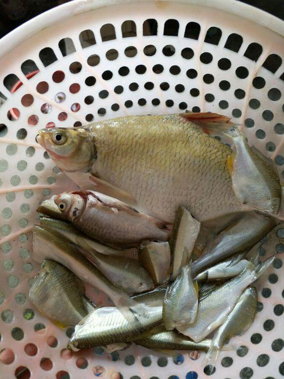 黑龙潭鲶鱼王,电工都搞不定的鲶鱼王 黑龙潭鲶鱼王,电工都搞不定的鲶鱼王