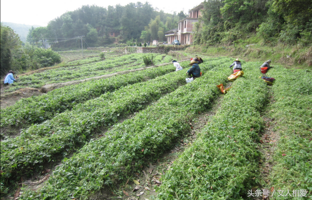 林立果与第4号妃子，林立果与第4号妃子免费阅读（林立果准媳妇张宁回乡记）