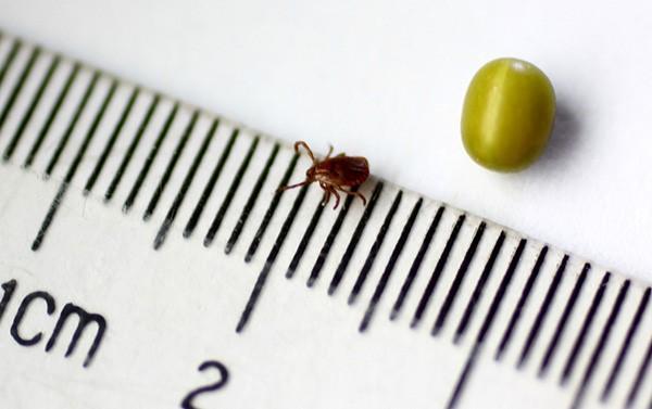 蜱虫病（蜱虫病毒），“蜱虫病”导致妇女死亡（什么叫蜱虫病）