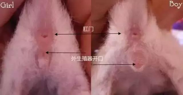 二个月幼猫公母分辨图，幼猫怎么区分男女图解（猫咪公母分不清？一招教你辨认）