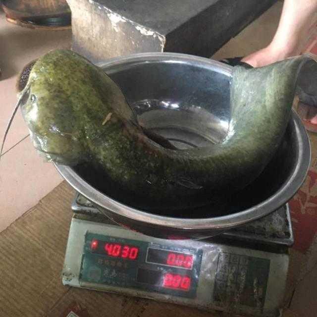 黑龙潭鲶鱼王,电工都搞不定的鲶鱼王 黑龙潭鲶鱼王,电工都搞不定的鲶鱼王