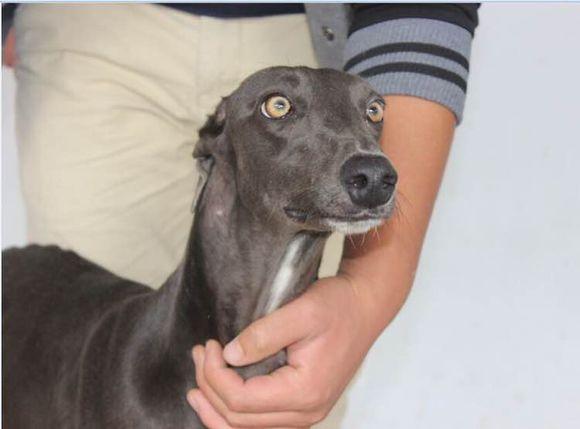 灵缇猎犬哪种最好，挑选一条好的格力犬灵缇犬要做好这五点