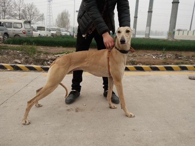 灵缇猎犬哪种最好，挑选一条好的格力犬灵缇犬要做好这五点