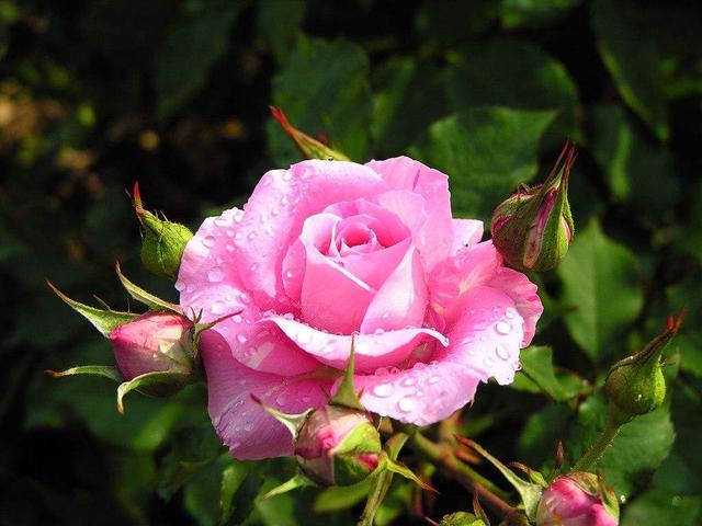 美国的国花是什么花,美国的国花是什么花是郁金香