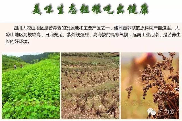 黑苦荞的用途有哪些，黑苦荞有什么药用价值（新型健康茶饮品 黑苦荞茶）