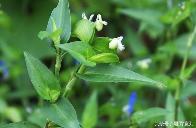 鸭跖草的功效与作用,药用价值(入药主治黄疸肝炎和小便不利)