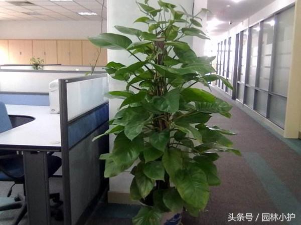 办公室最旺风水又好养的植物，办公室最旺风水植物（办公室适合养什么绿植）