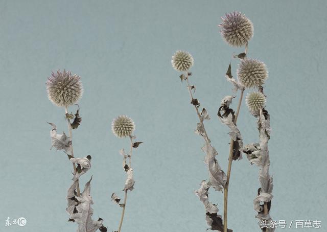 干花制作 如何制作玫瑰花干花，洋甘菊干花制作（一分钟将鲜花制作成干花）