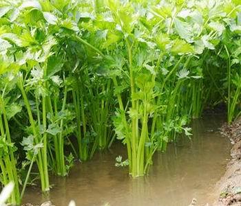 水生蔬菜有哪些，水生蔬菜有哪些生物学特性（国外农民都想引进种植）