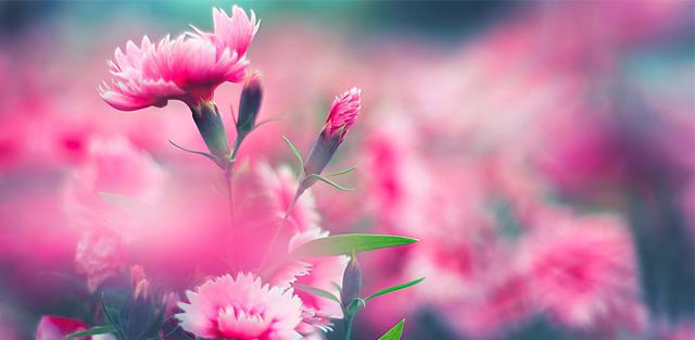 康乃馨的品种-康乃馨的介绍，康乃馨有多少种（母亲节的礼物康乃馨的品种大全）