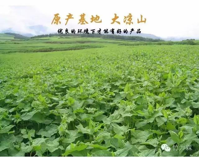 黑苦荞的用途有哪些，黑苦荞有什么药用价值（新型健康茶饮品 黑苦荞茶）