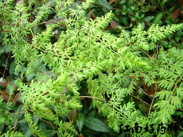 海金沙藤的功效与作用，海金沙藤的药用与功效（童年靠这味中药赚零花钱）