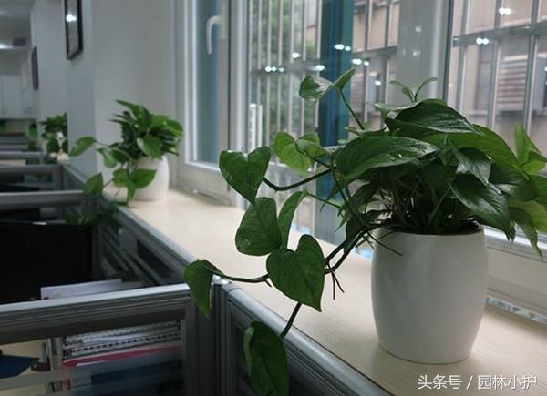 办公室最旺风水又好养的植物，办公室最旺风水植物（办公室适合养什么绿植）