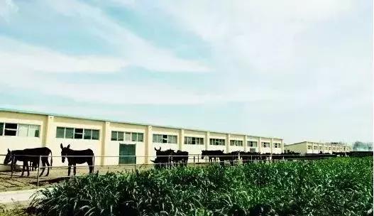 东阿阿胶的地址在山东哪里，山东东阿阿胶哪里有卖（“东阿阿胶”干了些什么）