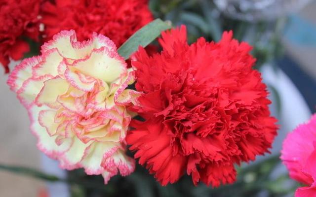 康乃馨的品种-康乃馨的介绍，康乃馨有多少种（母亲节的礼物康乃馨的品种大全）