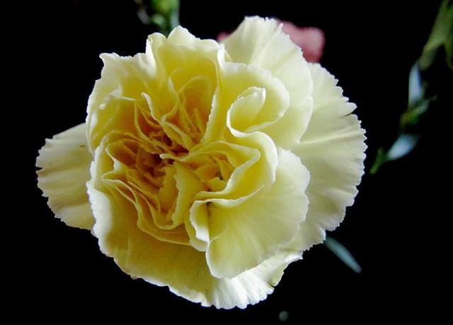 康乃馨的品种-康乃馨的介绍，康乃馨有多少种（母亲节的礼物康乃馨的品种大全）