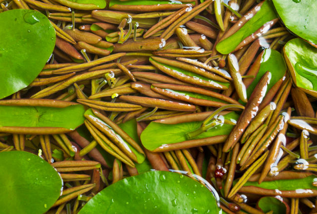 水生蔬菜有哪些，水生蔬菜有哪些生物学特性（国外农民都想引进种植）