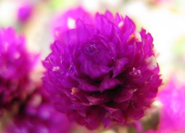 康乃馨的品种-康乃馨的介绍，康乃馨有多少种（母亲节的礼物康乃馨的品种大全）