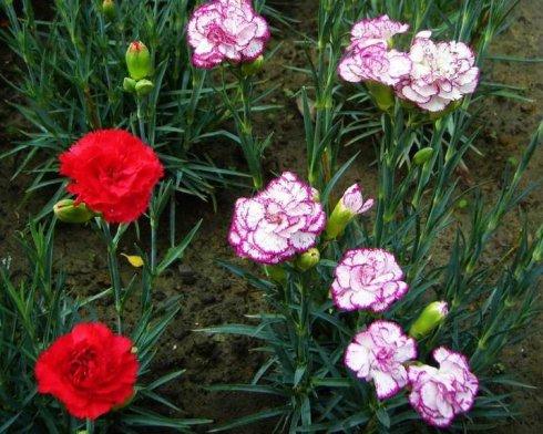 康乃馨的品种-康乃馨的介绍，康乃馨有多少种（母亲节的礼物康乃馨的品种大全）