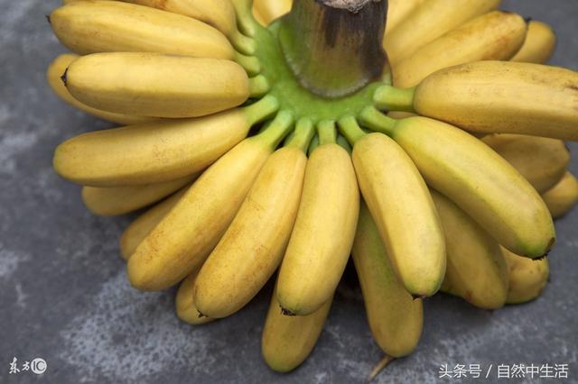 为什么苹果会发香，为什么有的苹果很香有的苹果不香（而且他的药用和保健作用大家知多少）