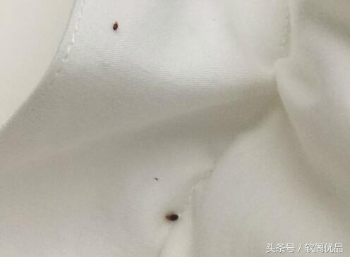 床上长得像蜱虫的黑色虫子，床上发现黑色的小虫子是什么虫（床上出现好多小黑虫）