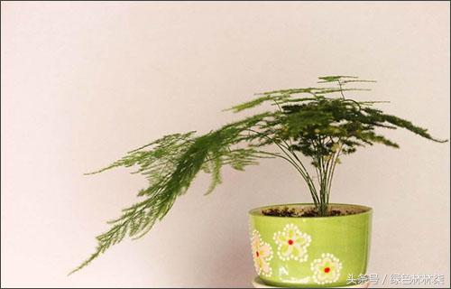 小翠云如何养殖,小翠云草的养殖方法和注意事项(文竹是世界上叶子最小