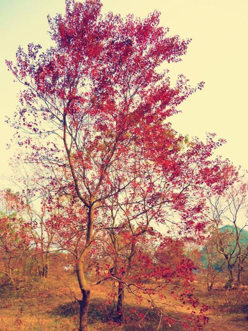 阿屎木是什么树，阿屎木是什么树神仙树（有12个秘密你知道吗）