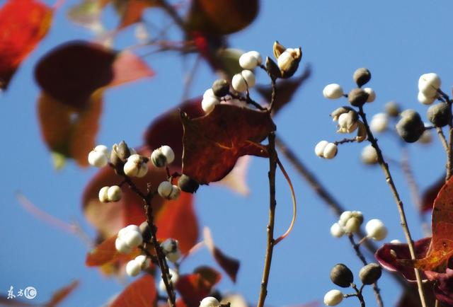 阿屎木是什么树，阿屎木是什么树神仙树（有12个秘密你知道吗）