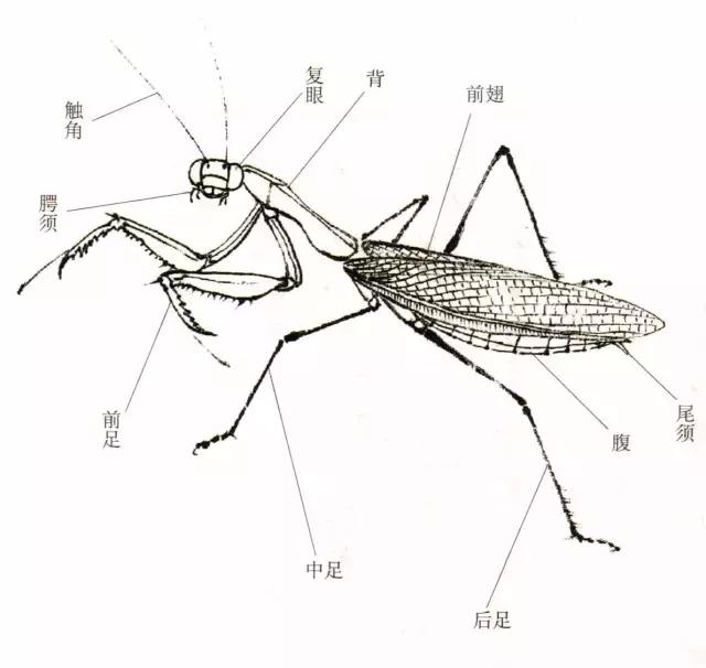 如何快速画出螳螂，怎样画螳螂图片大全（国画中的螳螂如何画）