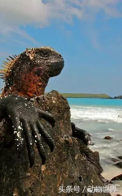 海鬣蜥又名加拉帕戈斯海鬣蜥或钝鼻蜥,是仅出没在科