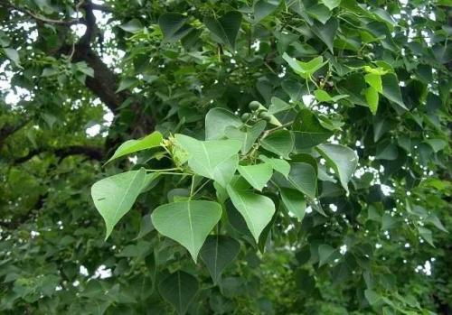 阿屎木是什么树，阿屎木是什么树神仙树（有12个秘密你知道吗）