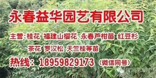 全冠香樟是什么意思，丛生全冠香樟（全冠香樟种植技术）