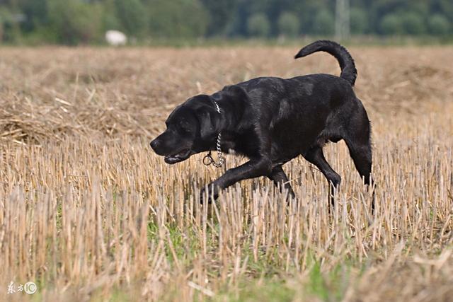 常见镇宅神兽，农村五大镇宅神兽