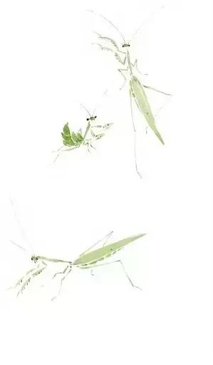 如何快速画出螳螂，怎样画螳螂图片大全（国画中的螳螂如何画）
