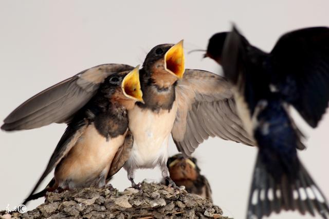 常见镇宅神兽，农村五大镇宅神兽