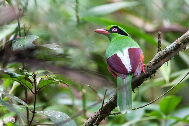常见镇宅神兽，农村五大镇宅神兽
