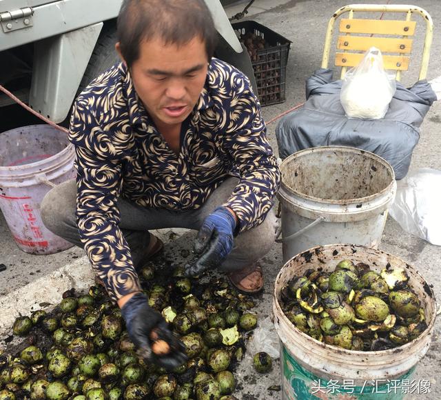 怎样剥核桃青皮，怎么剥核桃的青皮（手工剥核桃青皮）